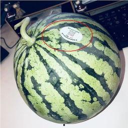 最新网红吃瓜爆料,娱乐圈最新惊天大瓜，揭秘明星背后惊人真相！