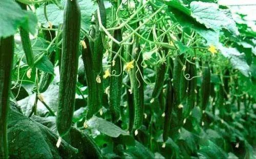 今日吃瓜必吃大瓜免费,免费畅享吃瓜盛宴